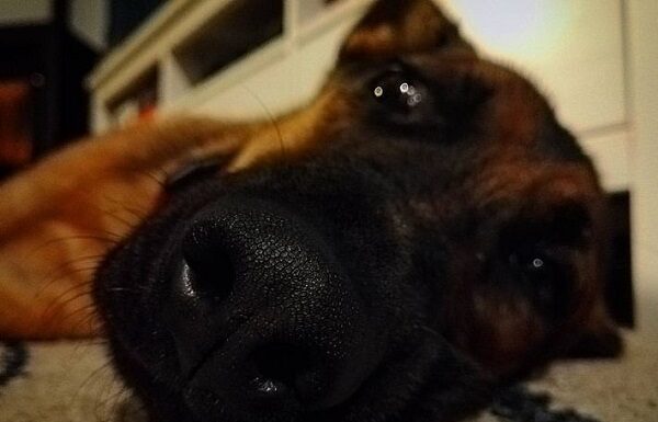 Animais de estimação e saúde psicológica | Um olhar sobre os benefícios para miúdos e graúdos