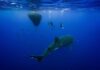 Netflix | Açores integram série Our Oceans