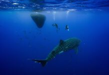 Netflix | Açores integram série Our Oceans