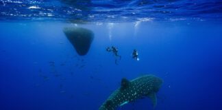 Netflix | Açores integram série Our Oceans