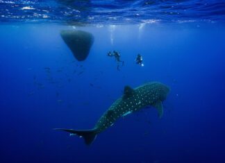Netflix | Açores integram série Our Oceans
