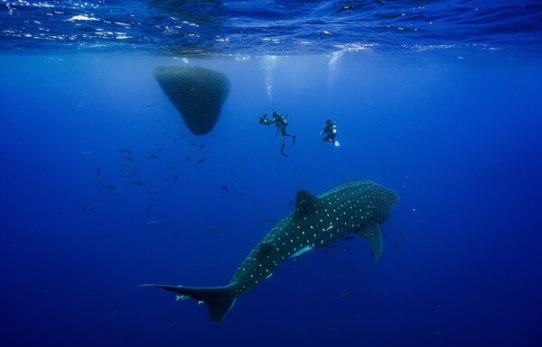 Netflix | Açores integram série Our Oceans