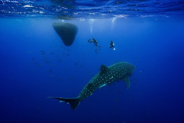 our oceans