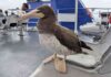 Concurso Internacional de Fotografia de Aves Marinhas da Macaronésia | Tomás Melo recebeu Menção Honrosa