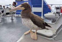 Concurso Internacional de Fotografia de Aves Marinhas da Macaronésia | Tomás Melo recebeu Menção Honrosa