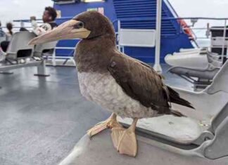 Concurso Internacional de Fotografia de Aves Marinhas da Macaronésia | Tomás Melo recebeu Menção Honrosa
