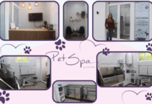 PetSpa | Isabel Matos abre primeiro espaço de estética canina