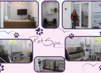 PetSpa | Isabel Matos abre primeiro espaço de estética canina