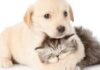 Apoios aos animais de companhia