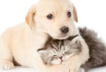Apoios aos animais de companhia