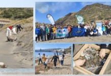 Semana Municipal do Desenvolvimento Sustentável | Recolhidos 40 kg de macrolixo e 1 kg de microplástico na Operação Praia Limpa