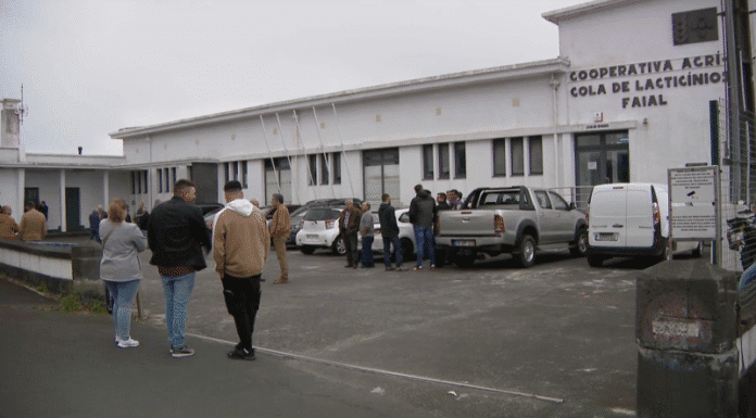 Cooperativa Agrícola de Lacticínios do Faial | Comissão de gestão está agora encarregue de gerir a CALF