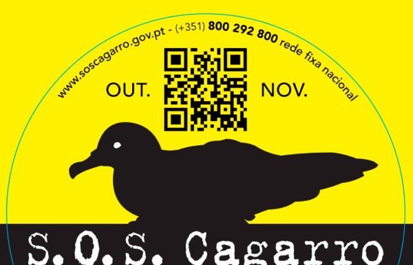 31.ª Campanha SOS Cagarro I Açores mobilizam-se para salvar aves marinhas