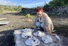 Guardiões de Cerâmica” de Marta Rézio encontram nova casa na MiratecArts Galeria Costa