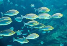 Setor das Pescas | Associações manifestam preocupação com o corte de 50% nos apoios
