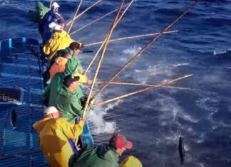 Rede de Áreas Marinhas Protegidas dos Açores | APASA critica chumbo da proposta para pesca de salto e vara