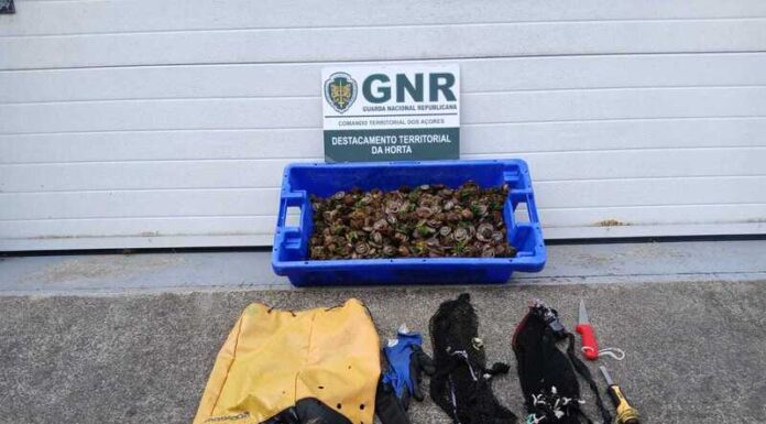 Apreensão de cerca de 15 quilos de lapas