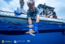 Revista científica Scientific Reports | Investigador do OKEANOS participa em estudo sobre os “anos perdidos” das tartarugas marinhas