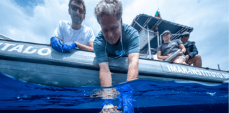 Revista científica Scientific Reports | Investigador do OKEANOS participa em estudo sobre os “anos perdidos” das tartarugas marinhas