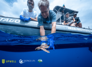 Revista científica Scientific Reports | Investigador do OKEANOS participa em estudo sobre os “anos perdidos” das tartarugas marinhas
