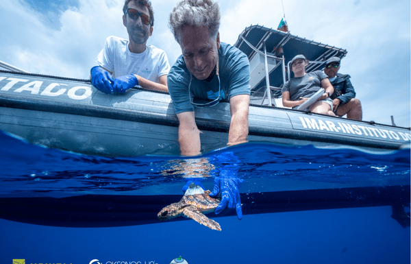 Revista científica Scientific Reports | Investigador do OKEANOS participa em estudo sobre os “anos perdidos” das tartarugas marinhas