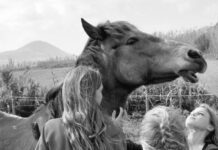 Associação Ninovan | Uma década em defesa dos cavalos e burros no Faial