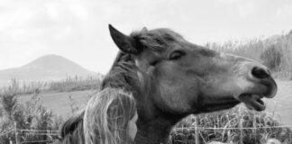 Associação Ninovan | Uma década em defesa dos cavalos e burros no Faial
