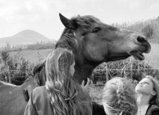 Associação Ninovan | Uma década em defesa dos cavalos e burros no Faial