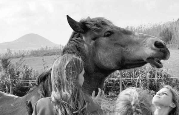 Associação Ninovan | Uma década em defesa dos cavalos e burros no Faial