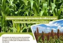 Governo dos Açores abre candidaturas aos apoios à compra de sementes de milho e sorgo