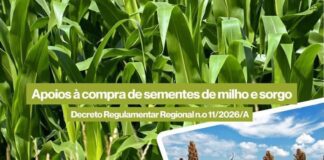 Governo dos Açores abre candidaturas aos apoios à compra de sementes de milho e sorgo