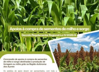 Governo dos Açores abre candidaturas aos apoios à compra de sementes de milho e sorgo