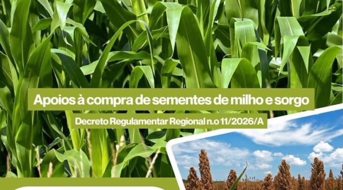Governo dos Açores abre candidaturas aos apoios à compra de sementes de milho e sorgo