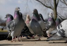 Doença de Newcastle – Açores reforçam vigilância e proíbem caça ao pombo-das-rochas