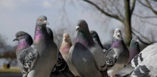 Doença de Newcastle – Açores reforçam vigilância e proíbem caça ao pombo-das-rochas
